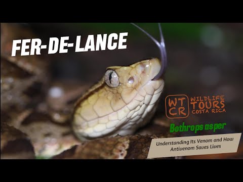🎬🐍 Fer-de-lance: The Most Dangerous Snake in Central America