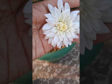 Chandramalika 🌸#1000subscriber #flowers #beutifull #plants #garden #2million #chandramalika #short
