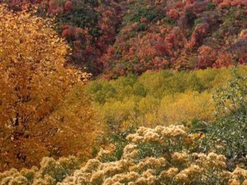 Discovering a 'Singing' Tree - Bernie Krause
