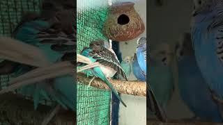 Download lagu Budgies Breeding Progress 2025 #birds#budgies #lovebirds#parrot#parakeet#trending#shorts#birdsounds mp3 Download lagu Budgies Breeding Progress 2025 #birds#budgies #lovebirds#parrot#parakeet#trending#shorts#birdsounds mp3
