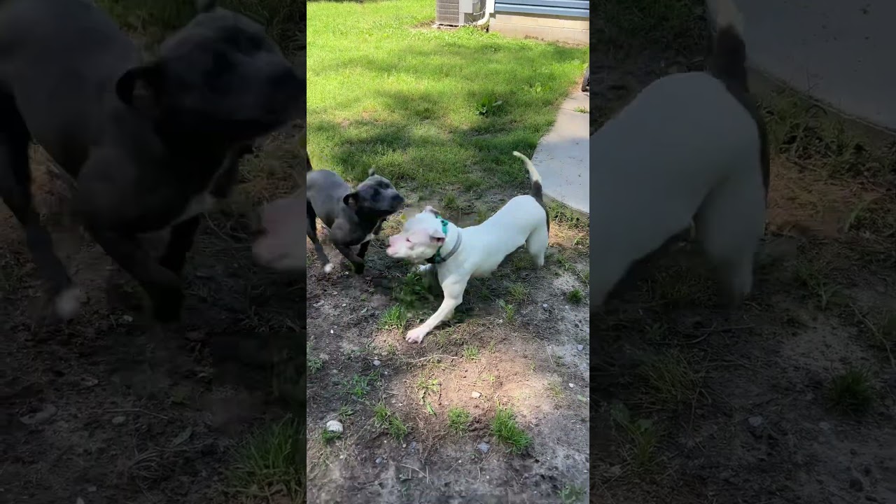 Enlarge ABBIE - COURTESY LISTING, a ADOPTABLE Pit Bull Terrier in Chesapeake, VA video 5/5