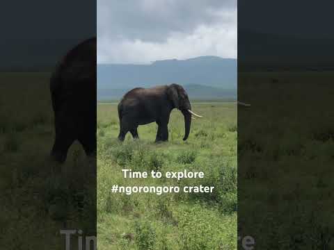 Elephant - Ngorongoro