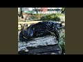 Frog V2