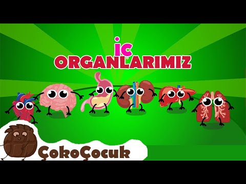 İç Organlarımız | Okul Öncesi Eğitici Animasyon | Çoko Çocuk Şarkıları