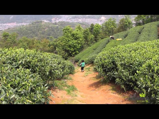 Путешествие за белым чаем. Фудин, провинция Фуцзянь