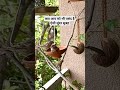Gauraiya Gauraiya Birds Love Motivational Explore Nature Motivation Ytshorts Youtubeshorts