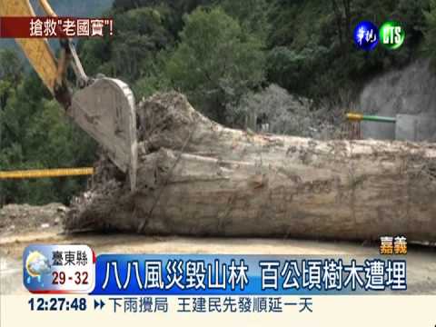 保護千年紅檜 重機具出動救下山