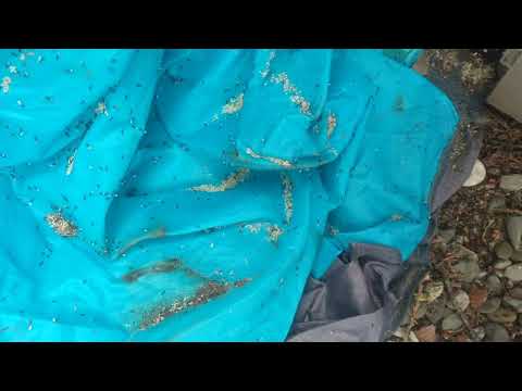 A Gigantic Ant Colony Located in the Shed in Metuchen, NJ