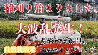 The rice harvest has begun, but a major upheaval occurs, and the rice farmers' natural enemy also...