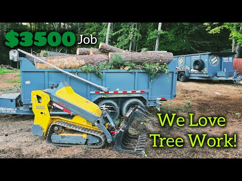 Removing 7 Dangerous Pine Trees For My Neighbor | Professionals Make It Look Easy!