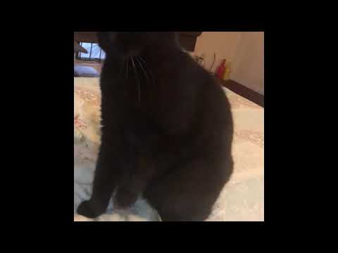 Cat Hating sound of epilator