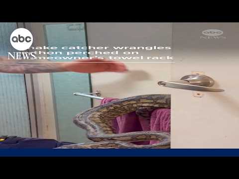 Snake catcher wrangles python perched on homeowner's towel rack