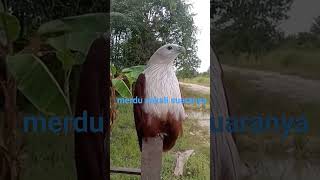 Download lagu inilah suara elang bondol [amazing sound Brahminy Kite#1000subscriber #shortvideo mp3