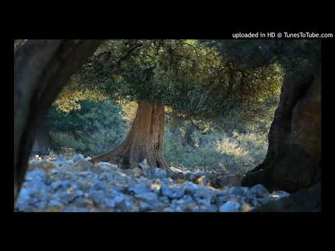 Kazimir Mikašek - Kazo - Ravnica, krš i maslina