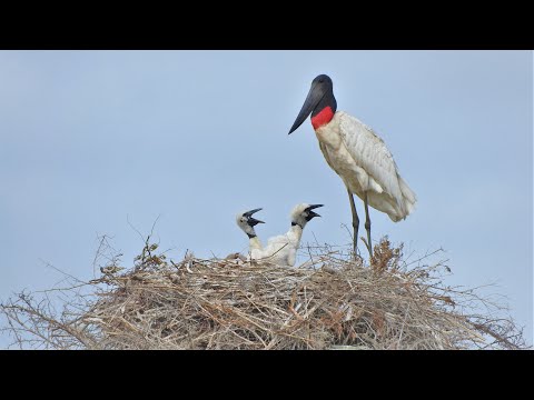 Paraja de Jabiru con crías