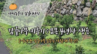 감귤나무 키우기 : 묘목 키우기 4년차(2~3년생 감귤묘목 생육과정)