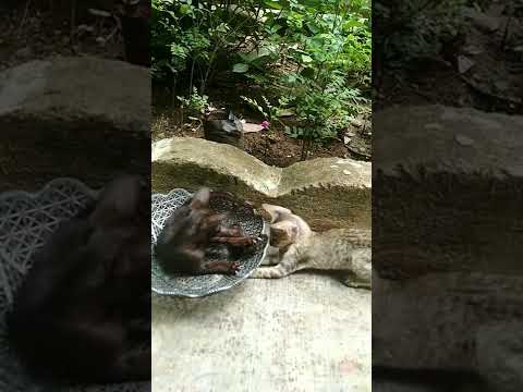 Two cats are quarling. 🐱🐱