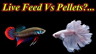 Betta மீனிற்கு எந்த உணவு கொடுக்கலாம்?... Which Is Best Live Feed Vs Pellets?.. / Fish Aquarium Tamil