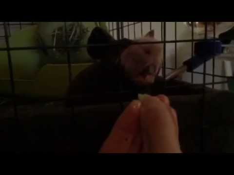 Skinny pig vs kiwi in slow motion
