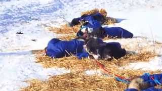 preview picture of video 'Iditarod 2015 - Koyuk checkpoint dog teams resting'
