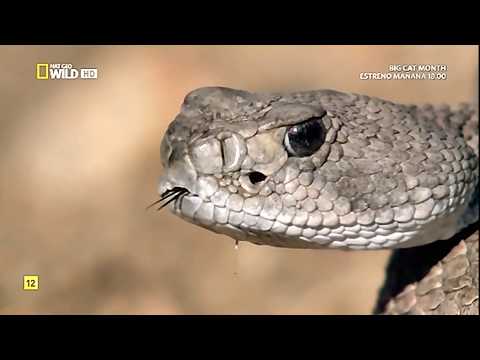 Las Reinas De Las VIBORAS (español)