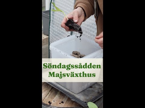 Majsväxthus av toarullar och glasslåda - Trädgårdshacks med GardenR