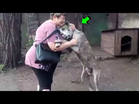 Conmovedores Momentos Entre Animales y Humanos