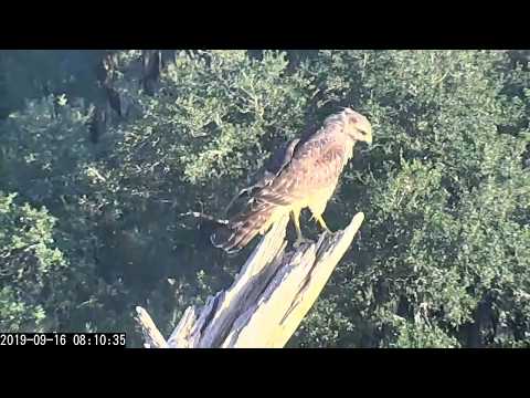 Juvenile Red-shouldered Hawk Visits Savannah Osprey Cam – Sept 16, 2019
