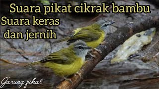 Download lagu Suara pikat cikrak bambu jitu suara keras dan jernih mp3