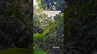 Download lagu Semoga orang yang subscribe rezekinya lancar dan hutang lunas ‼️ Aamiin 🤲🤲 #ulitpogung #doa mp3