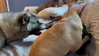 Video preview image #1 Carolina Dog-Unknown Mix Puppy For Sale in Cary, NC, USA