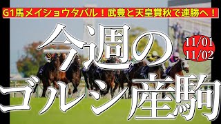 今週のゴールドシップ産駒 (11/01,02)【G1馬メイショウタバル！武豊と天皇賞秋で連勝へ！／ダンツエスプリ,ウインエアフォルク,など】