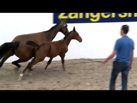 EMILIO VAN'T MERELSNEST Z