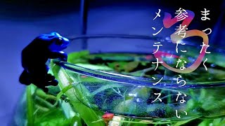 【sono式】ボトルアクアリウムのその後！の予定だったのですが…