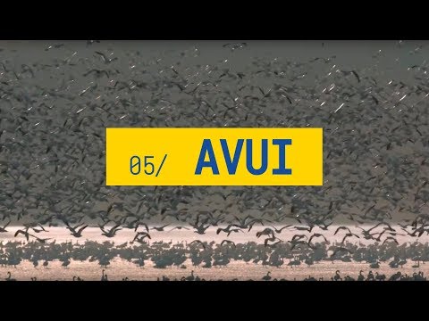 download lagu mp3 mp4 Avui Cat, download lagu Avui Cat gratis, unduh video klip Avui Cat