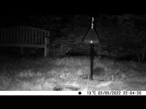 Hedgehog exploring around base of bird feeder, in South Devon Garden.