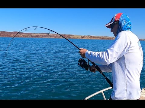 EPIC INSHORE JIGGING. Coral trout, Cobia, GT's and Mulloway. Dampier inshore fishing