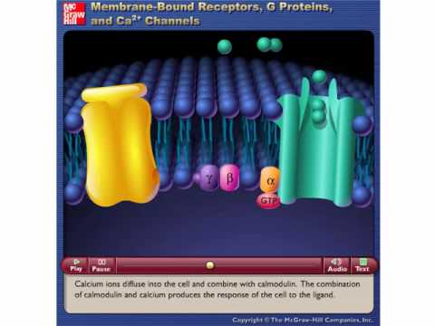 membrane bound receptors.wmv