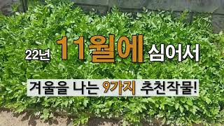 11월에 심어서 겨울을 나는 9가지 추천 작물! #주말농장# 텃밭 가꾸기.