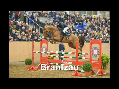 Stall VÖLZ - Hengst BRANTZAU v. Baloubet du Rouet