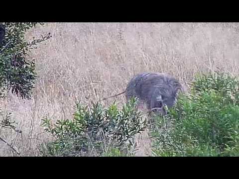 Djuma: Warthog - 14:41 - 06/06/20