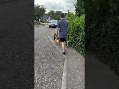 Monday stroll with AZRA & RALF #dog #dogshorts #doglife #nature #shorts