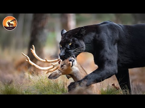The Most Dangerous Predators of the Mysterious Wild | Animal Documentary