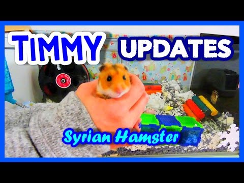 TIMMY Updates | Syrian Hamster