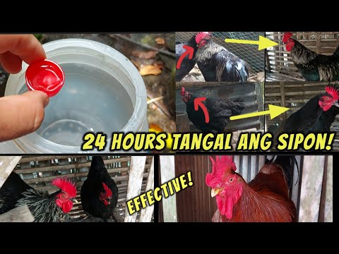 Mura at Epektibong pang tangal ng sipon sa manok, isang araw lang tangal ang sipon!!