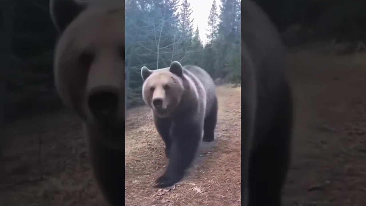 Found Footage of a Grizzly Bear Attack...