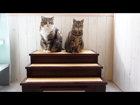 お雛様とねこ。-Hina dolls and Cats.-