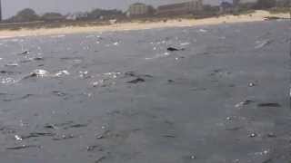 preview picture of video 'Dolphins playing along the NJ shore'
