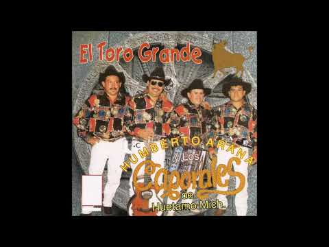 Humberto Arana en vivo