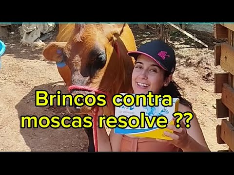Coloquei brincos contra moscas nas mini vacas será que resolveu ?